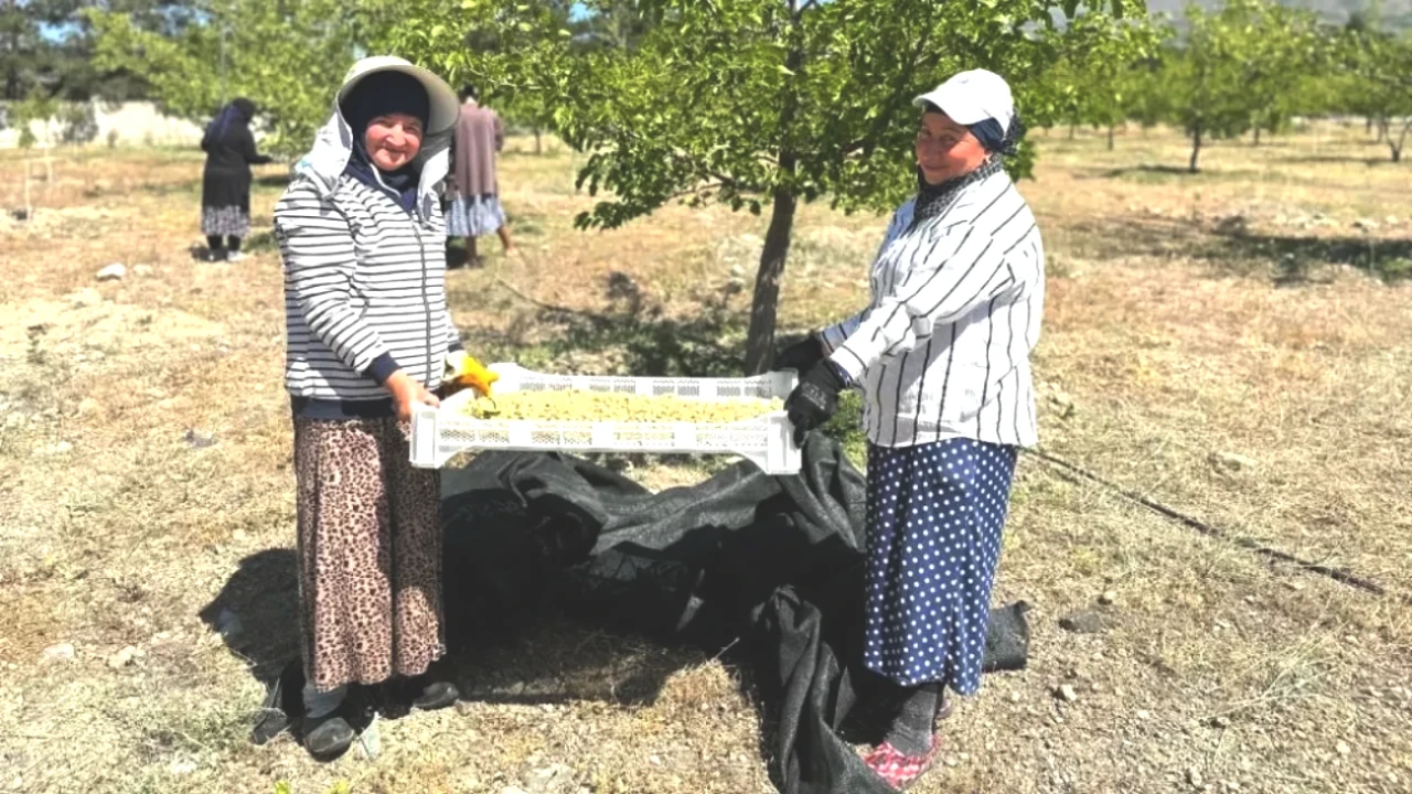 Erzincan'da Dut Hasadı Coşkusu! Üzümlü'de Bereketli Günler Yaşanıyor!